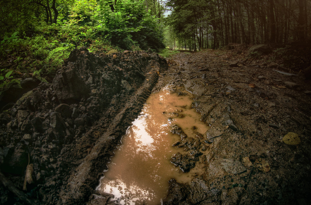 Фотографія Серія "Чари природи". Після дощу / Edward / photographers.ua