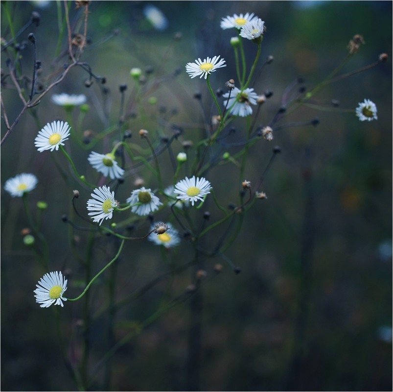 Фотографія Серія "Чари природи". Польові квіти / Edward / photographers.ua