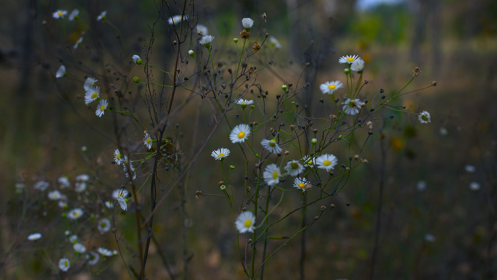 Фотографія Серія "Чари природи". Квіти лісу / Edward / photographers.ua