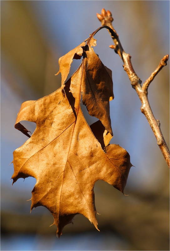 Фотографія Серія "Чари природи". Ще є сили триматися / Edward / photographers.ua