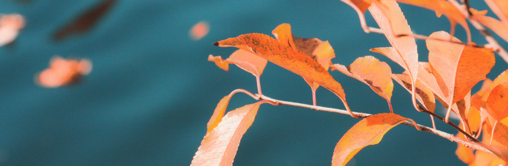 Фотографія breath of autumn / Edward Kulish / photographers.ua