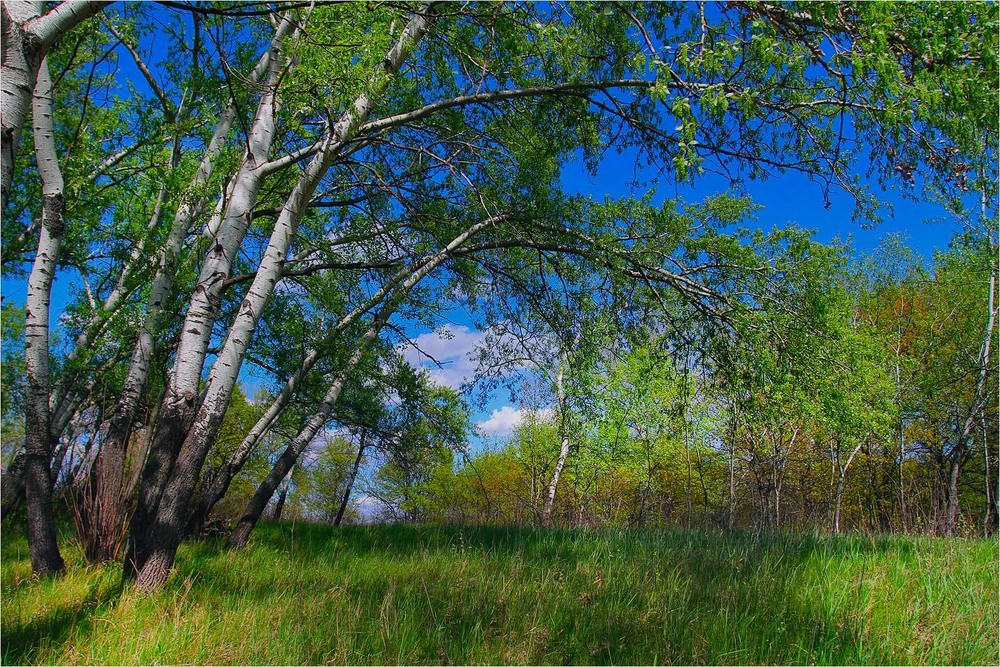 Фотографія Серія "Паркові походеньки". Сім'я / Edward / photographers.ua
