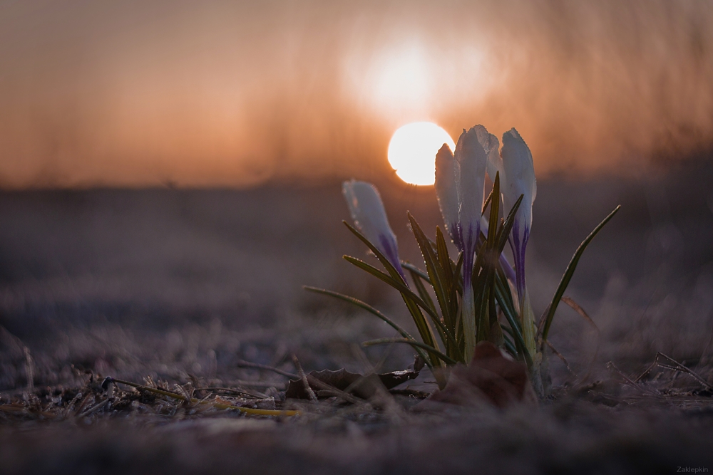 Фотографія Восход встречает группа.. / Oleg Zkl / photographers.ua