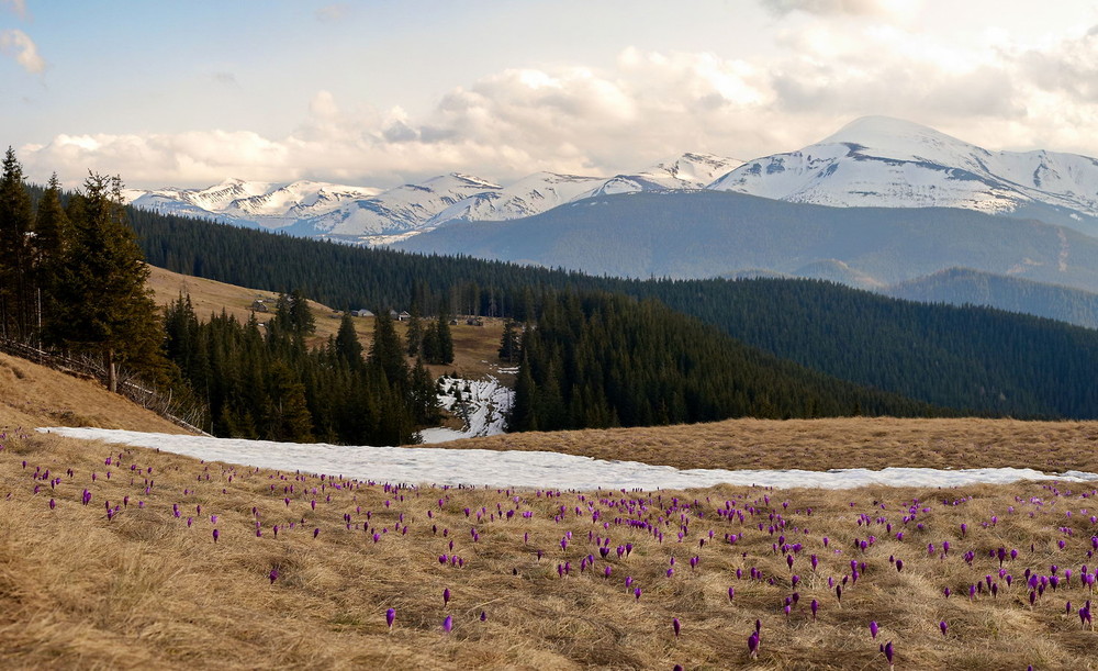Фотографія весна у горах / Олег Антошків / photographers.ua
