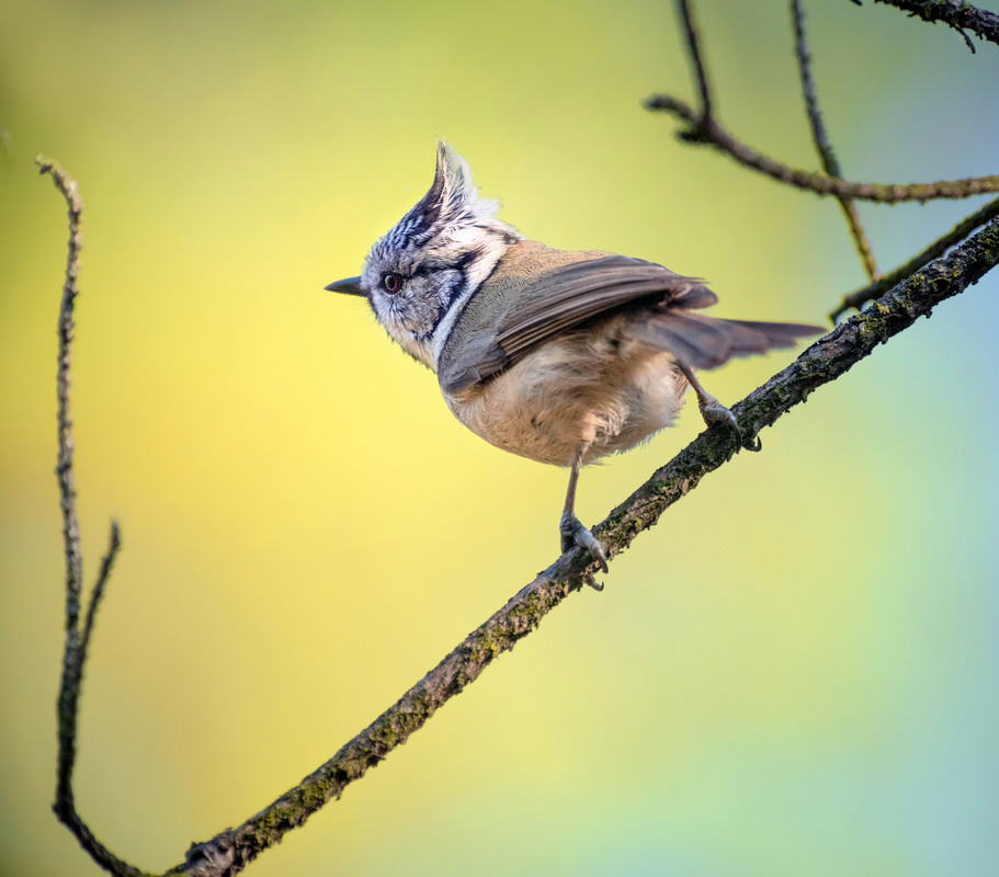 Фотографія Уходящий профиль / Igor Chervonenko / photographers.ua