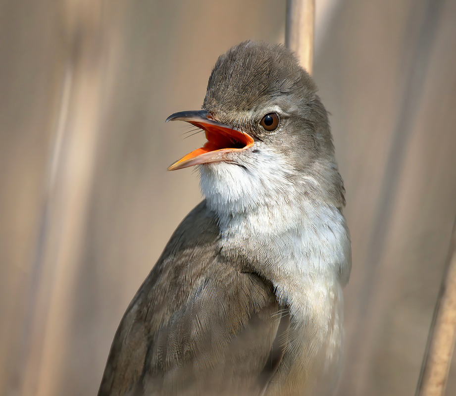 Фотографія Горлапан / Igor Chervonenko / photographers.ua