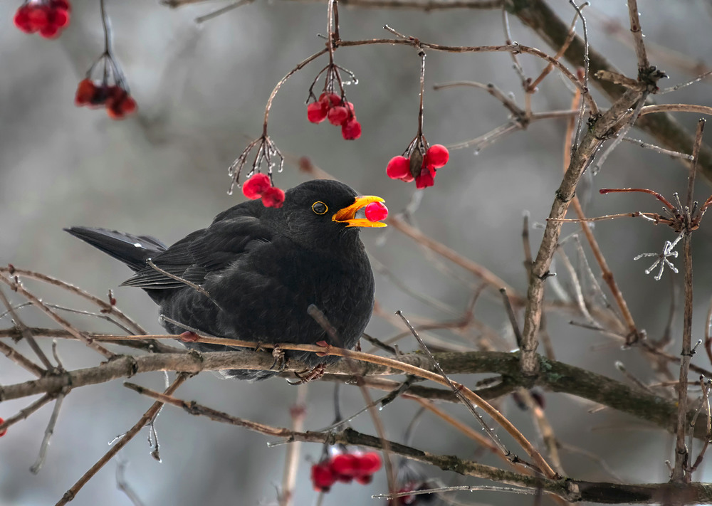 Фотографія Чорний птах з червоною ягідкою / Igor Chervonenko / photographers.ua