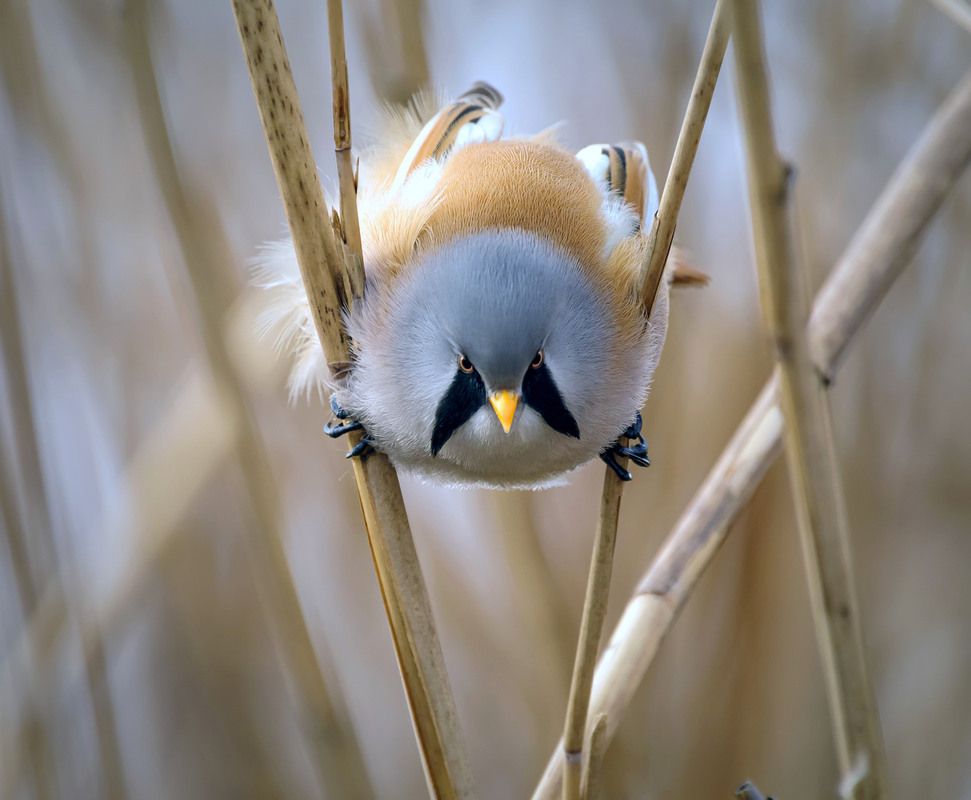 Фотографія Angry Birds / Igor Chervonenko / photographers.ua