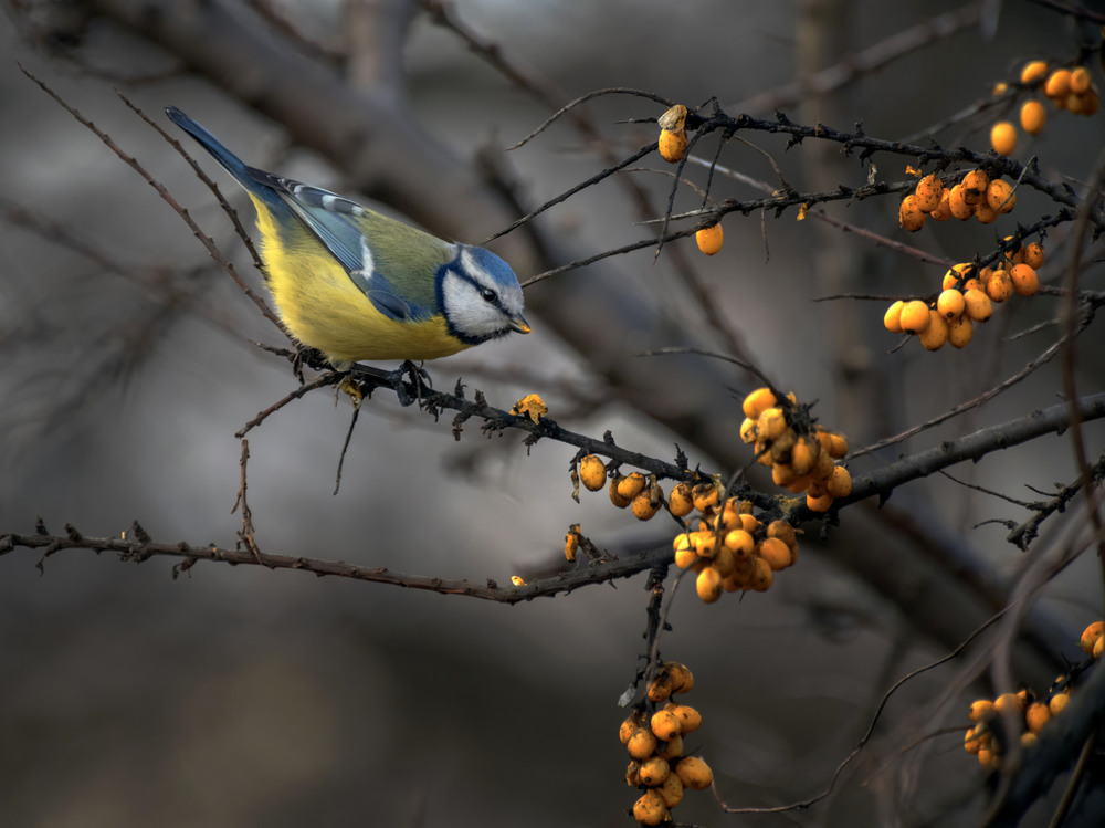 Фотографія Синиця блакитна... / Igor Chervonenko / photographers.ua