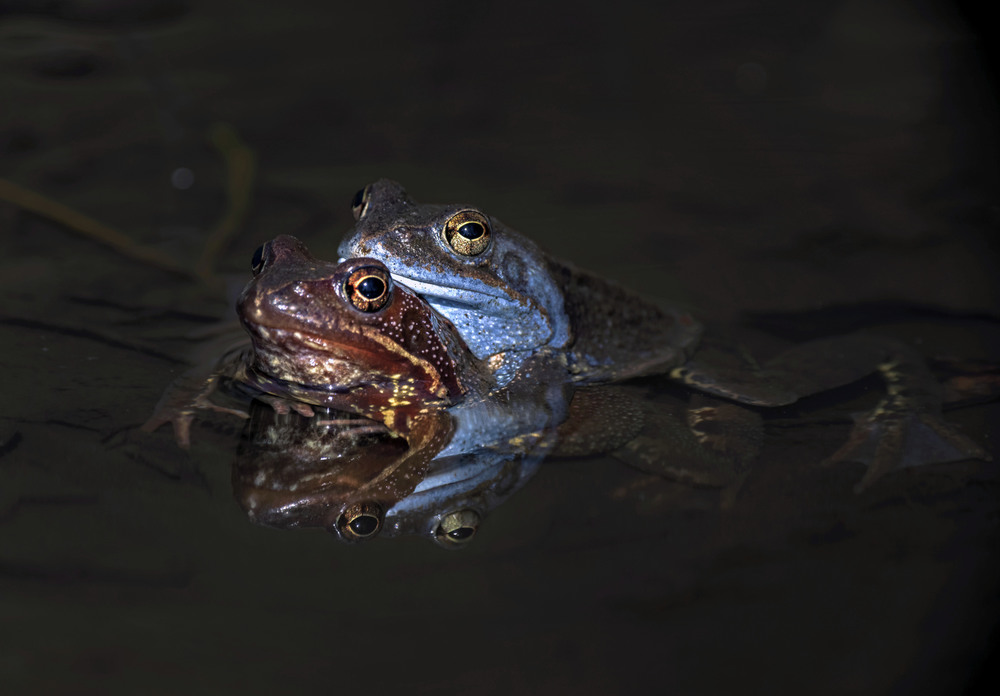 Фотографія Про кохання трав'яної жаби... / Igor Chervonenko / photographers.ua