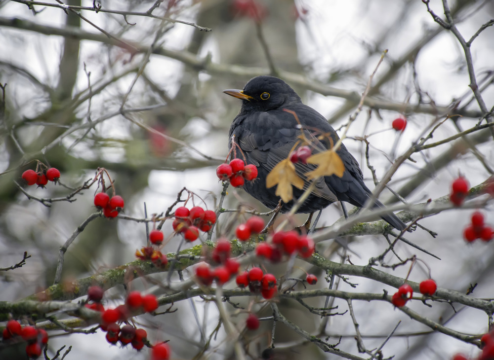 Фотографія Дрізд чорний (Turdus merula) / Igor Chervonenko / photographers.ua