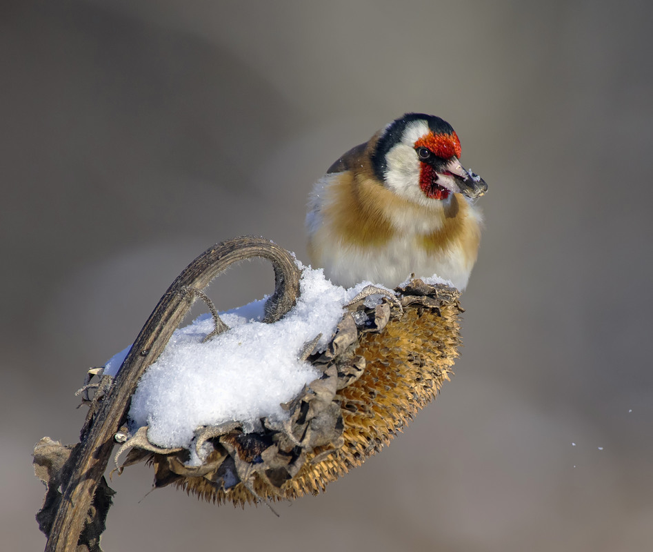 Фотографія Ще про щигликів / Igor Chervonenko / photographers.ua