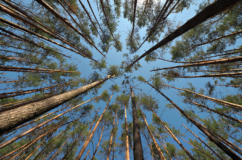 Фотографія Деревья стали большими / Igor Chervonenko / photographers.ua