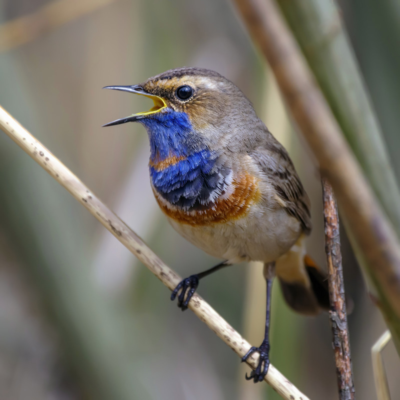 Фотографія Співак синьогрудий / Igor Chervonenko / photographers.ua