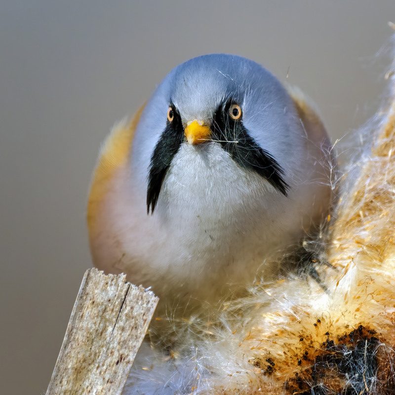 Фотографія - У Вас один вус відклеївся! / Igor Chervonenko / photographers.ua