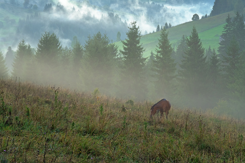 Фотографія Ходять коні... / Igor Chervonenko / photographers.ua