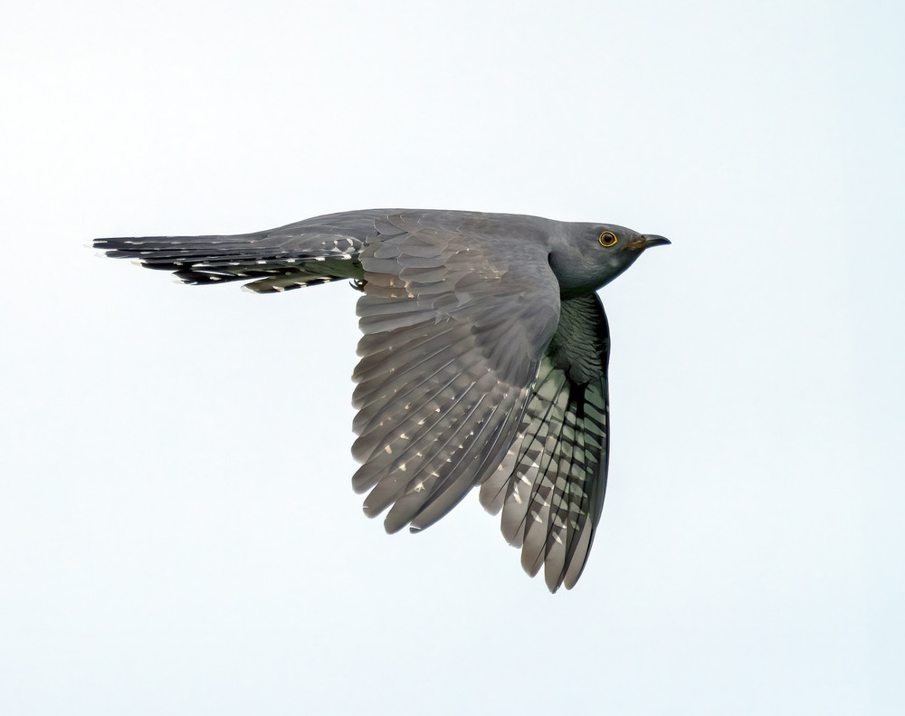 Фотографія Зозуля звичайна / Igor Chervonenko / photographers.ua