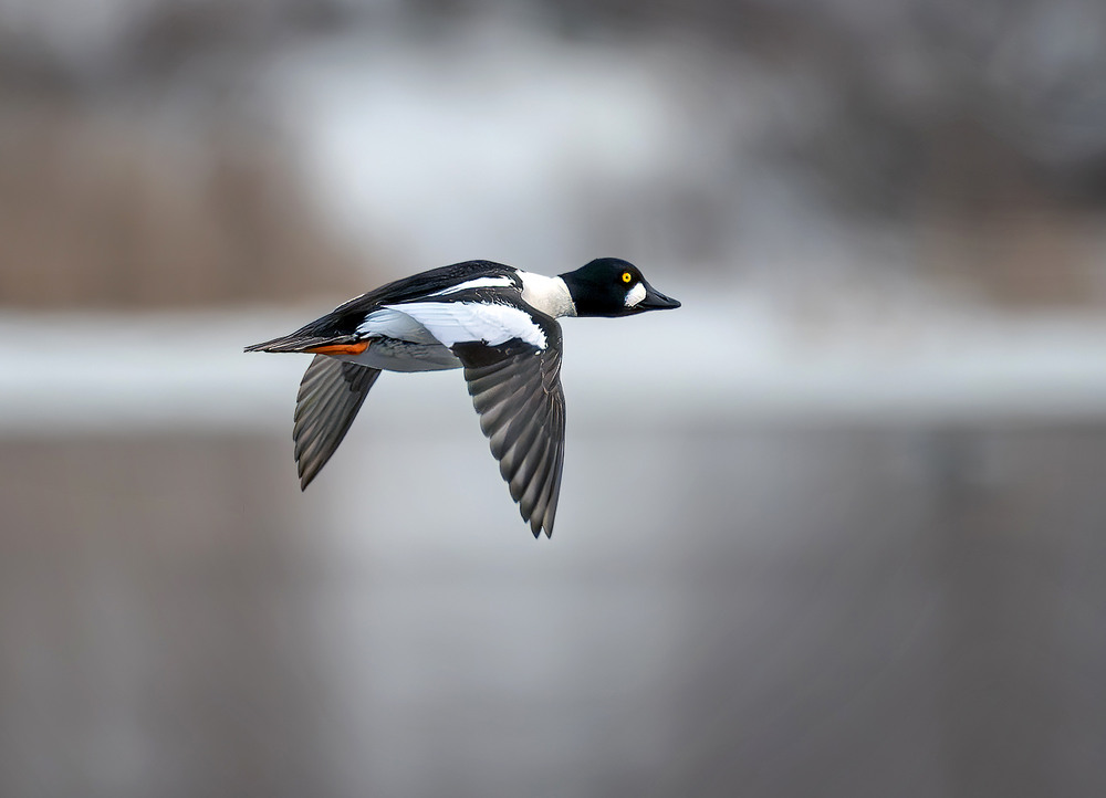 Фотографія Гоголь зеленоголовий, самець (Bucephala clangula) / Igor Chervonenko / photographers.ua