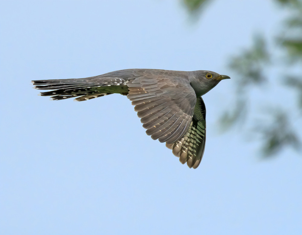 Фотографія 1/8000 / Igor Chervonenko / photographers.ua