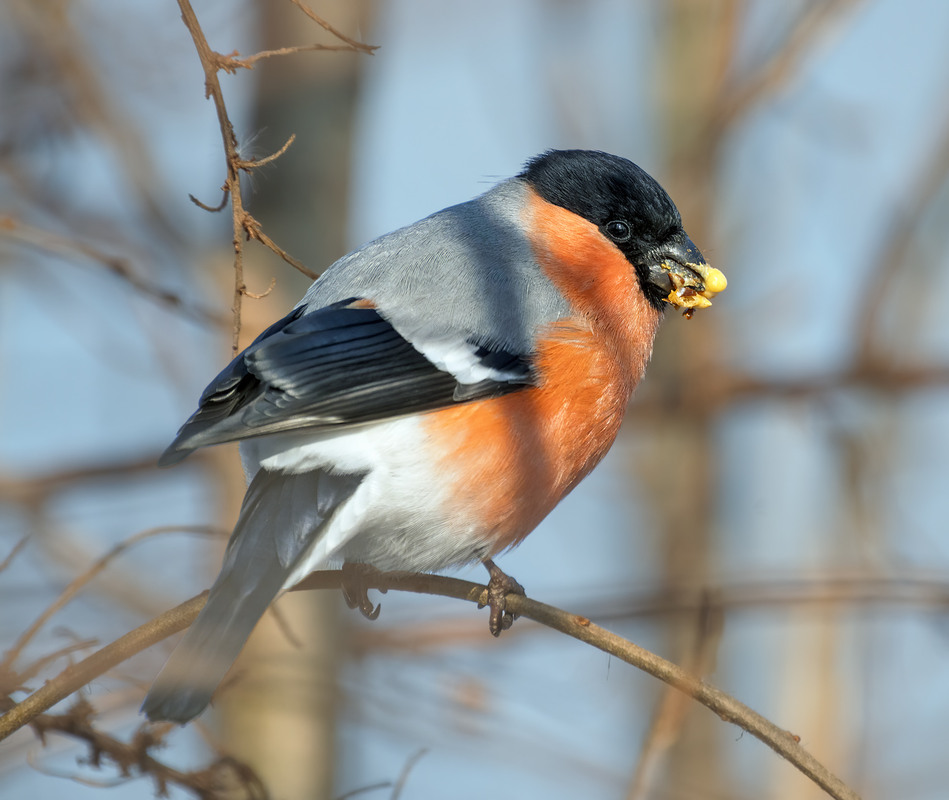 Фотографія Снігур (Pyrrhula pyrrhula) / Igor Chervonenko / photographers.ua