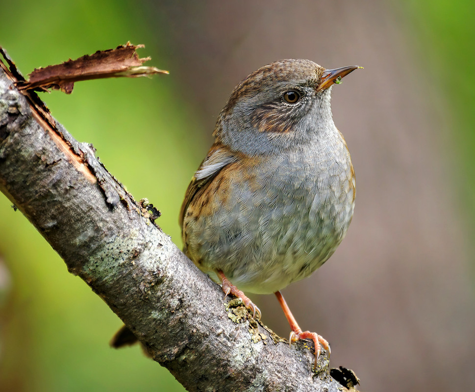 Фотографія Тинівка лісова (Prunella modularis) / Igor Chervonenko / photographers.ua