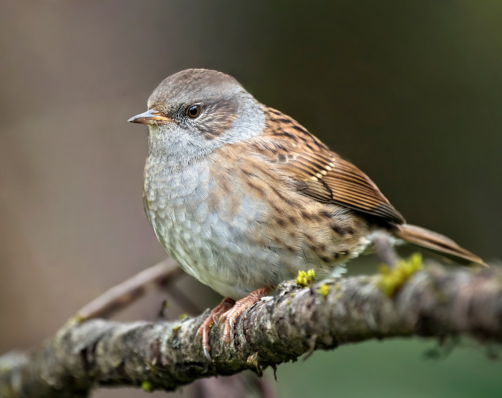 Фотографія Тинівка лісова (Prunella modularis) / Igor Chervonenko / photographers.ua