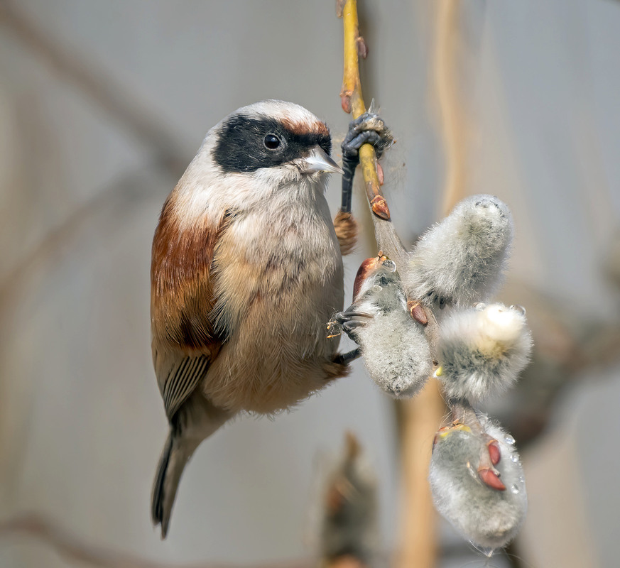 Фотографія Ремез звичайний (Remiz pendulinus) / Igor Chervonenko / photographers.ua