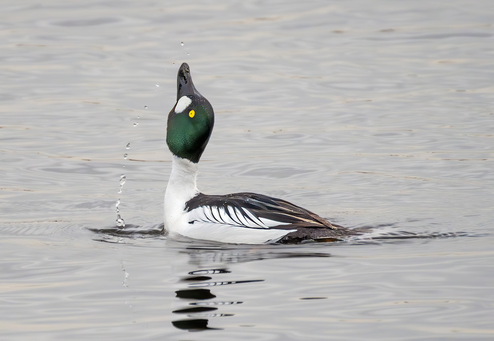 Фотографія Ловець крапель / Igor Chervonenko / photographers.ua