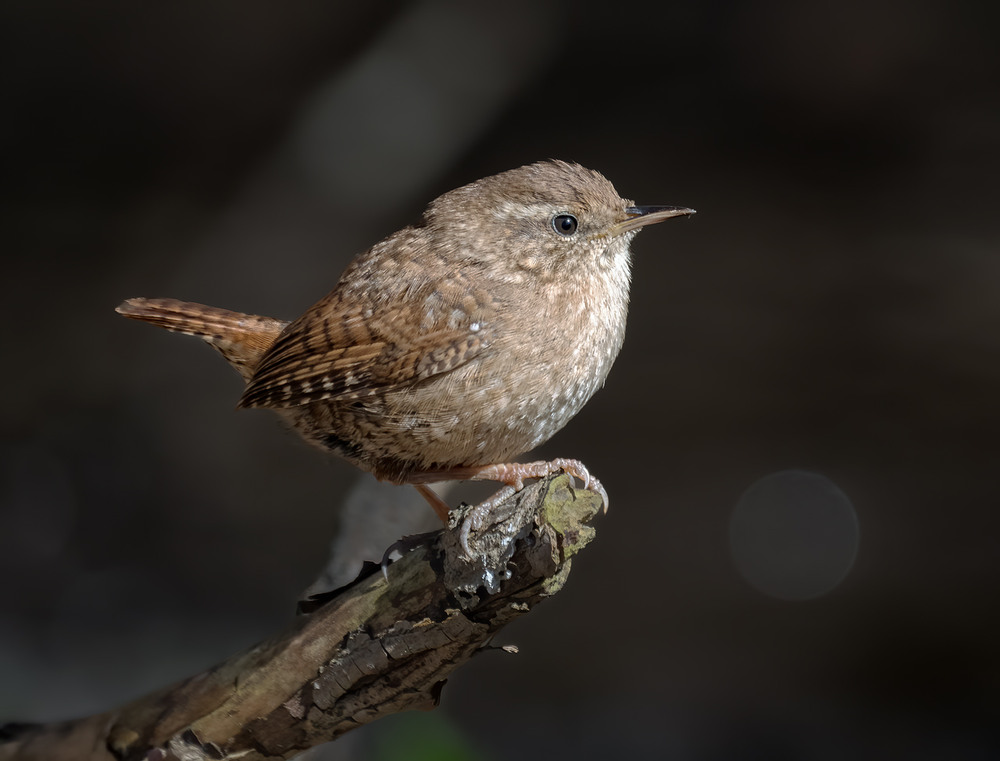 Фотографія Волове очко (Troglodytes troglodytes) / Igor Chervonenko / photographers.ua