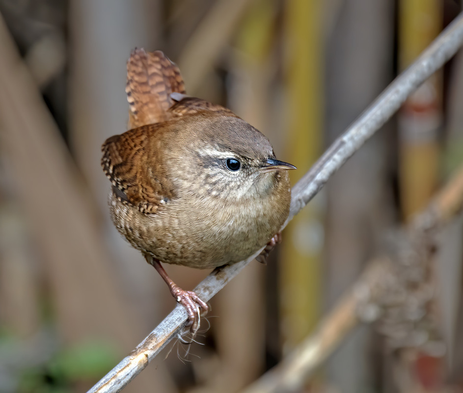 Фотографія Волове очко (Troglodytes troglodytes) / Igor Chervonenko / photographers.ua