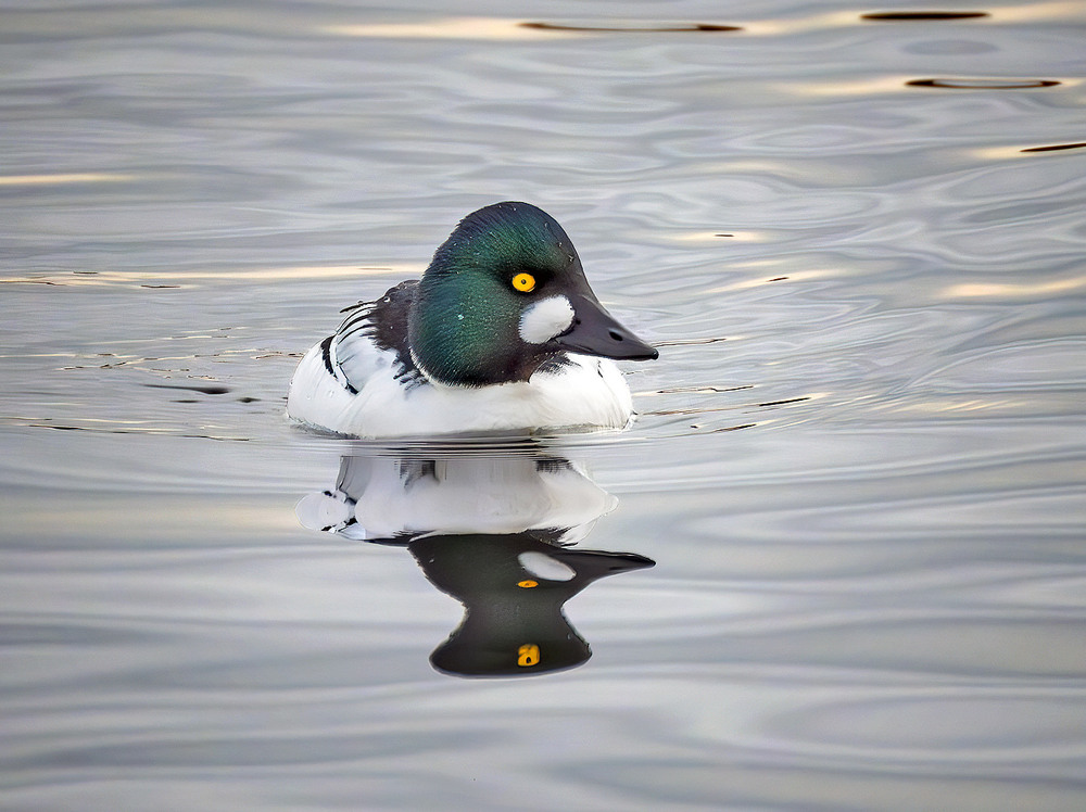 Фотографія Гоголь зеленоголовий, самець (Bucephala clangula) / Igor Chervonenko / photographers.ua