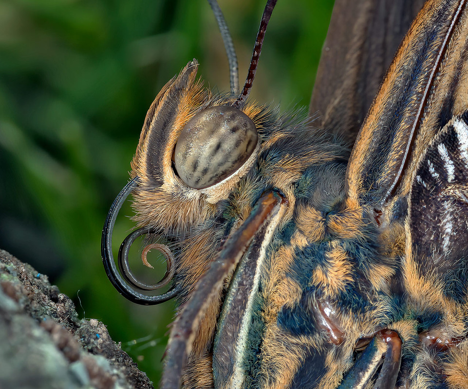 Фотографія Спіраль Фібоначчі :) / Igor Chervonenko / photographers.ua
