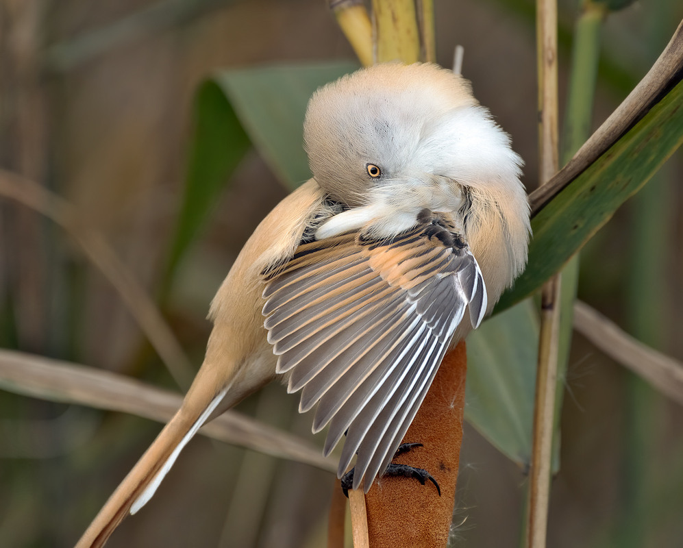 Фотографія Чепуруха / Igor Chervonenko / photographers.ua