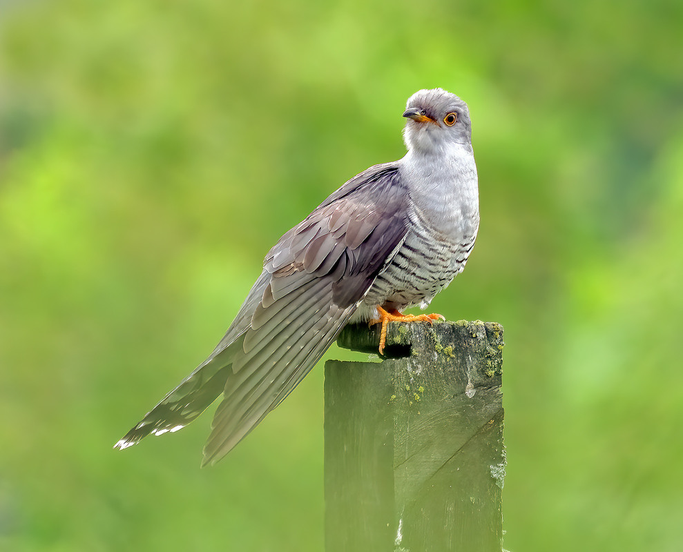 Фотографія Зозуля звичайна (Cuculus canorus) / Igor Chervonenko / photographers.ua