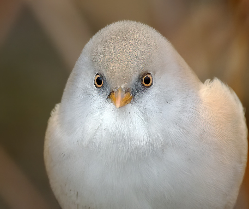 Фотографія Витрішки продаю :) / Igor Chervonenko / photographers.ua
