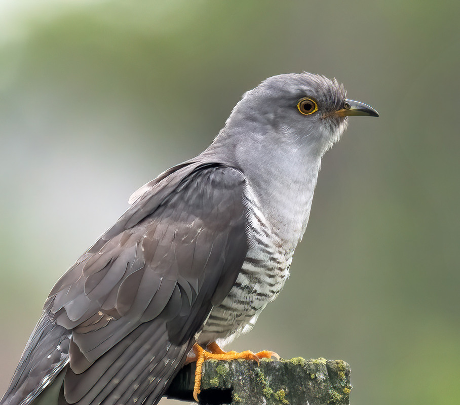 Фотографія Гордий профіль / Igor Chervonenko / photographers.ua