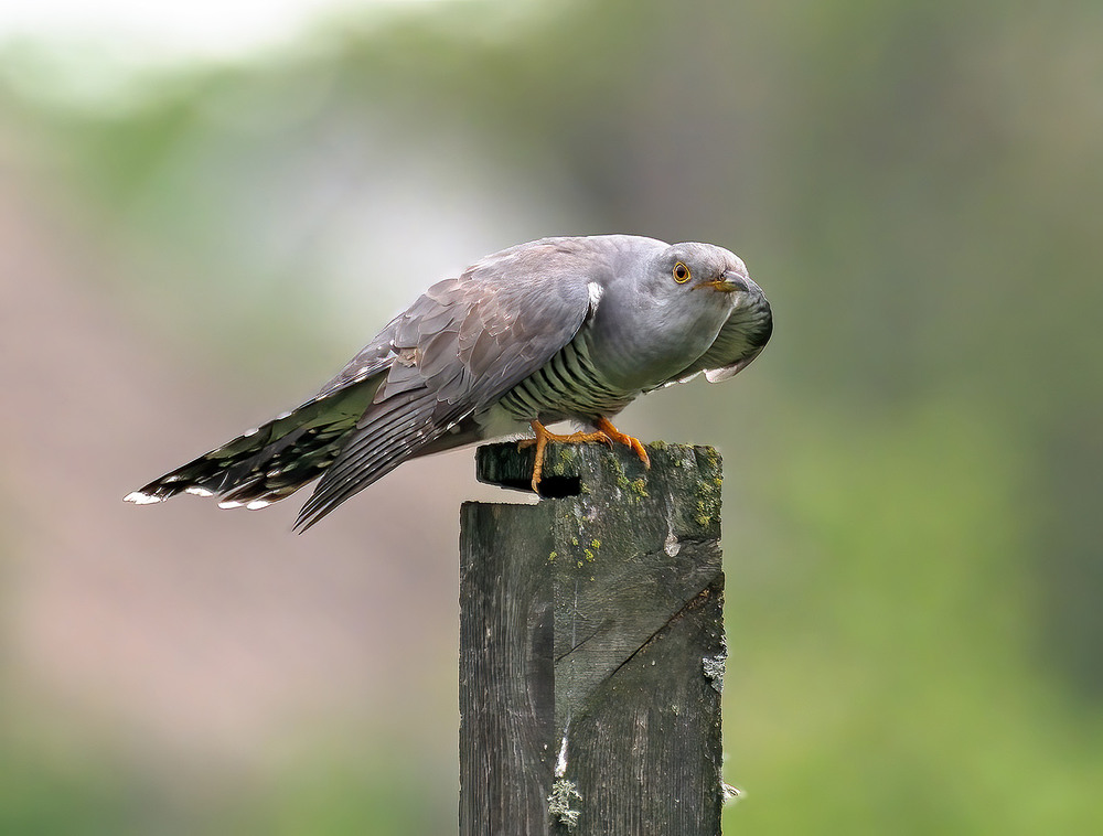 Фотографія Майже яструб :) / Igor Chervonenko / photographers.ua