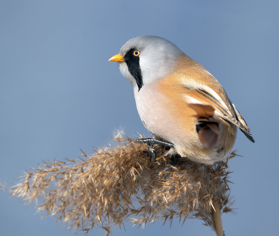 Фотографія Синиця вусата, самець (Panurus biarmicus) / Igor Chervonenko / photographers.ua