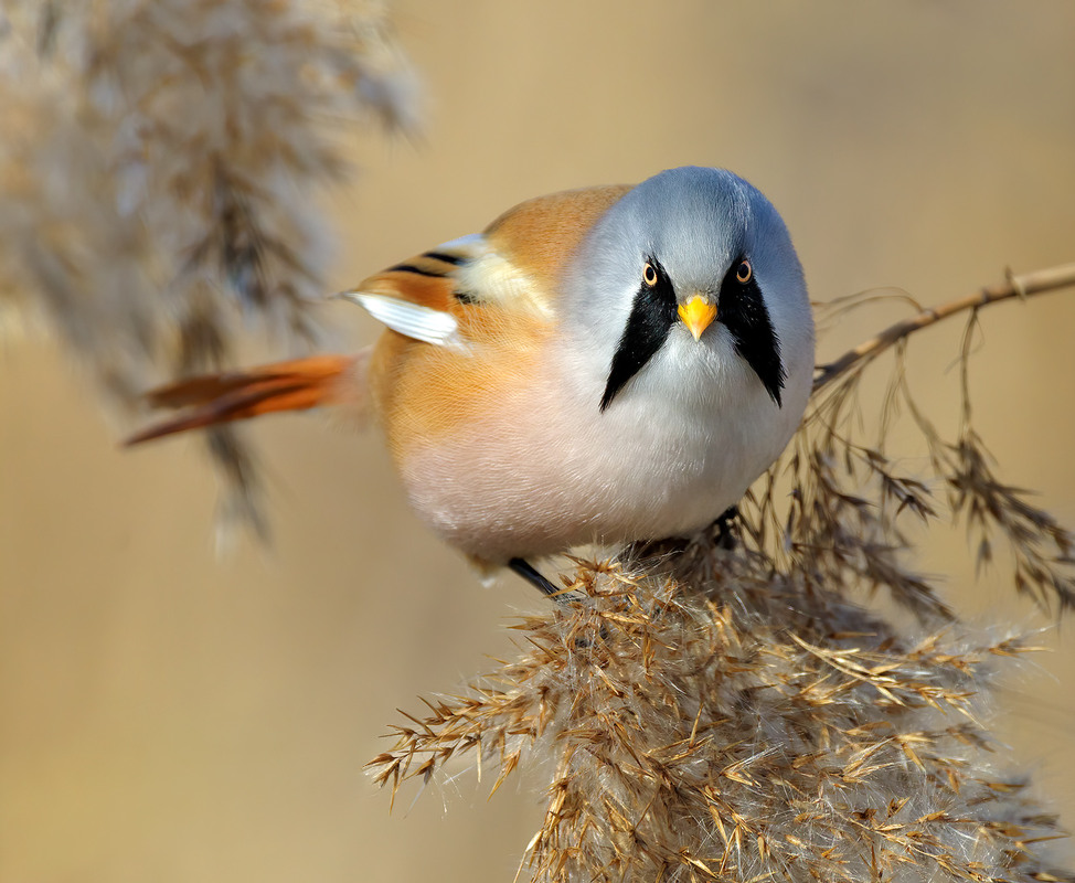Фотографія Вусань / Igor Chervonenko / photographers.ua