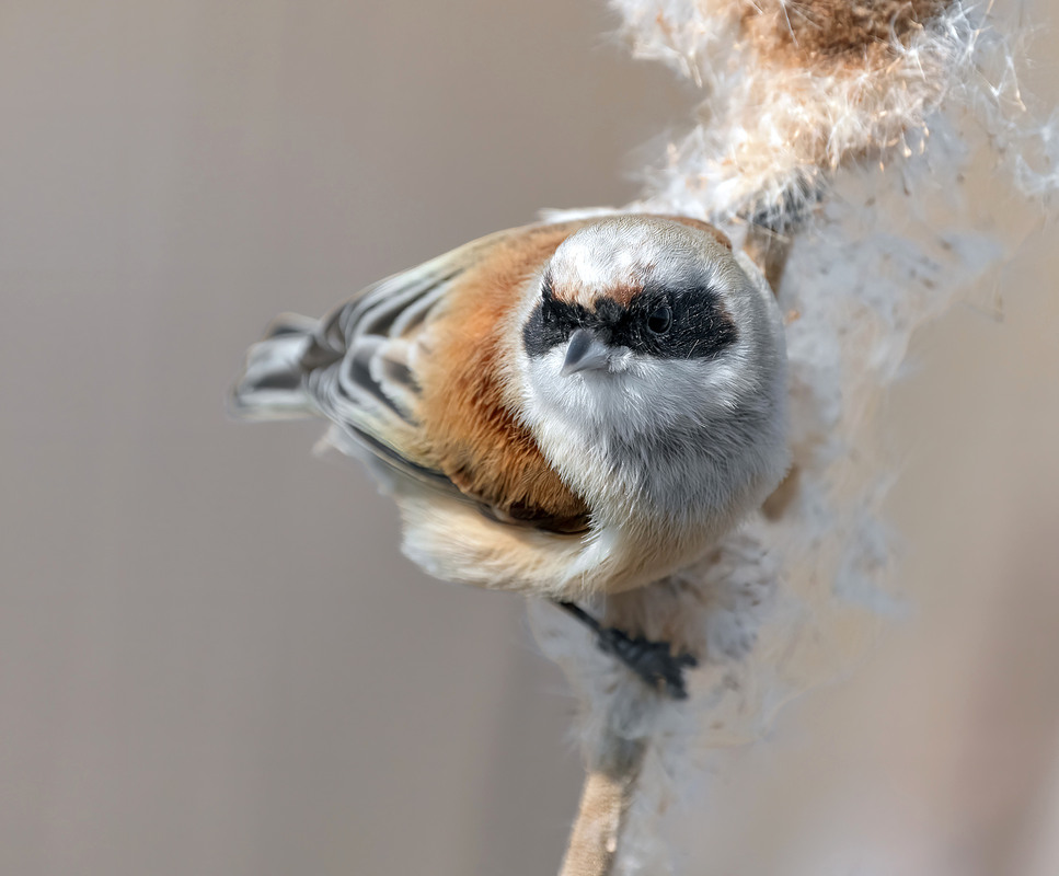Фотографія Ремез звичайний (Remiz pendulinus) / Igor Chervonenko / photographers.ua