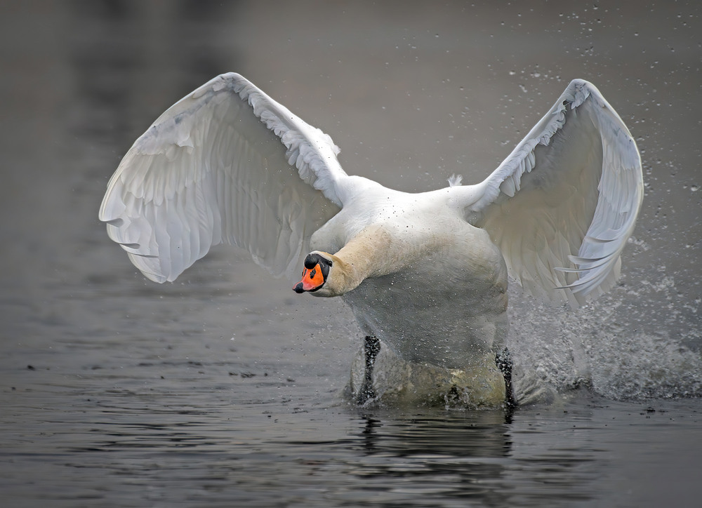 Фотографія Лебідь-шипун (Cygnus olor) / Igor Chervonenko / photographers.ua