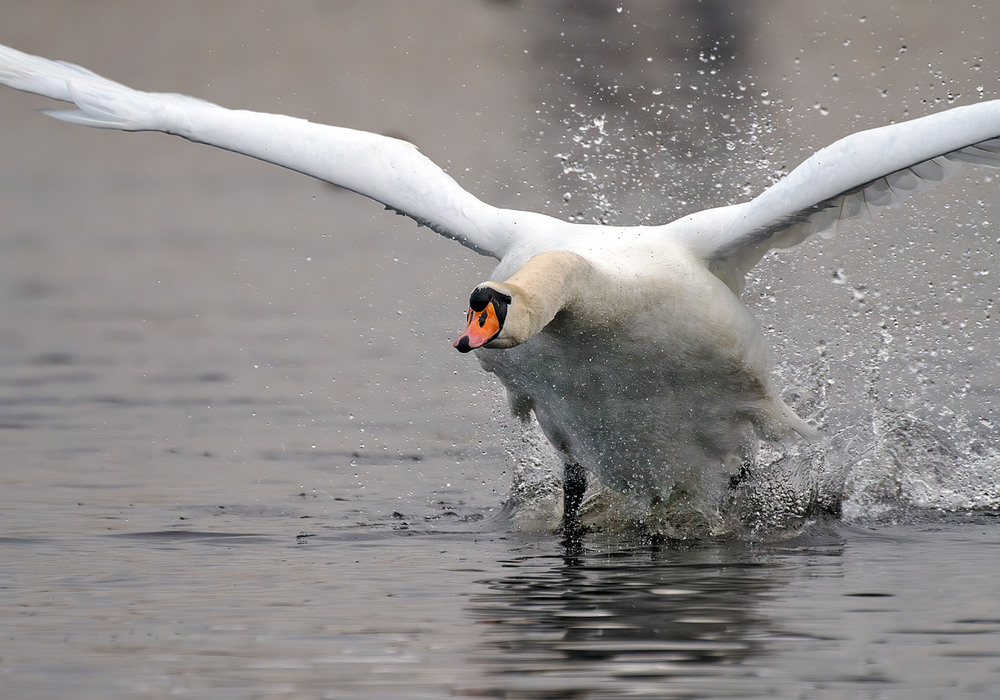 Фотографія Розгон / Igor Chervonenko / photographers.ua