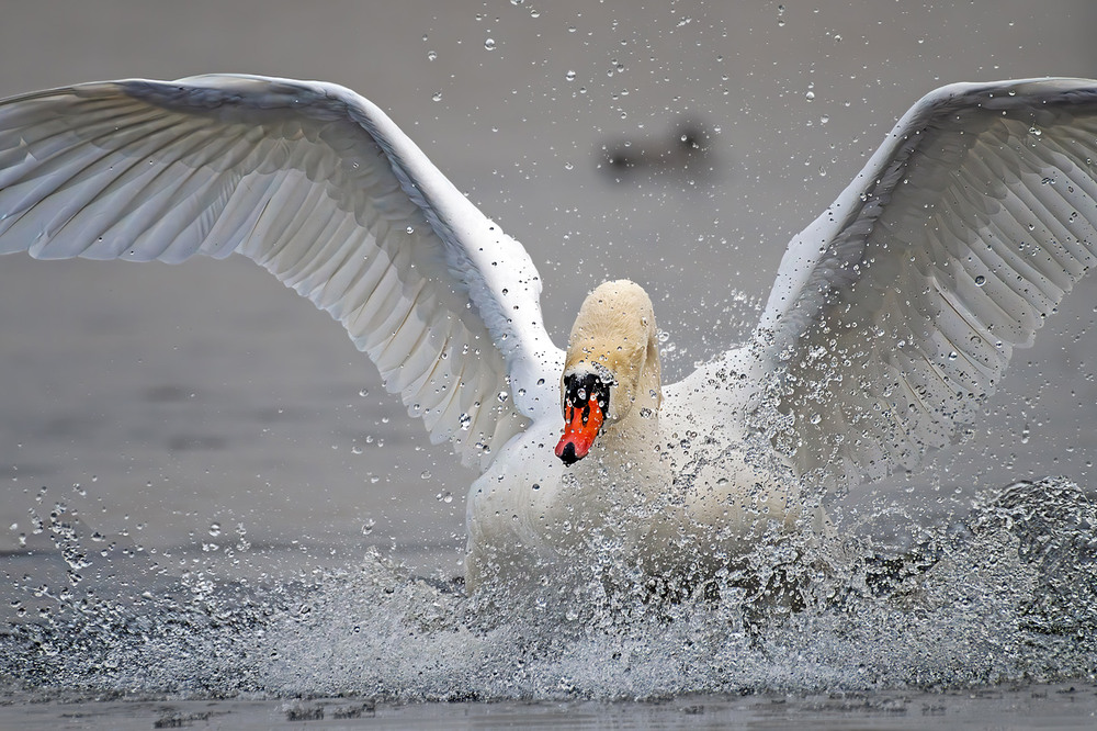 Фотографія Гідродинаміка / Igor Chervonenko / photographers.ua