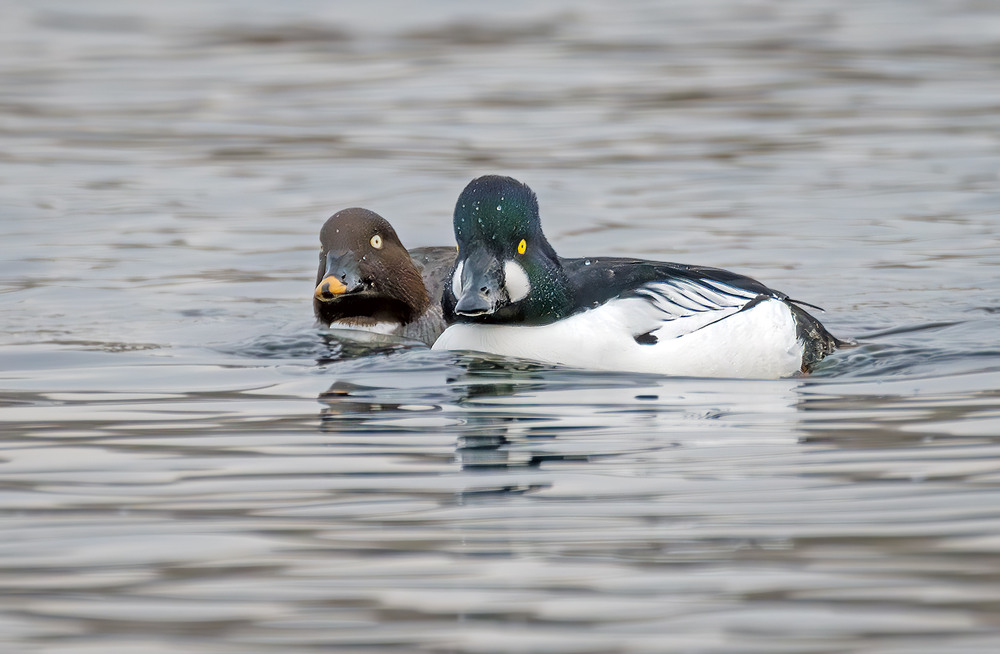 Фотографія Хоча б на дзьобі манікюр зробити :) / Igor Chervonenko / photographers.ua
