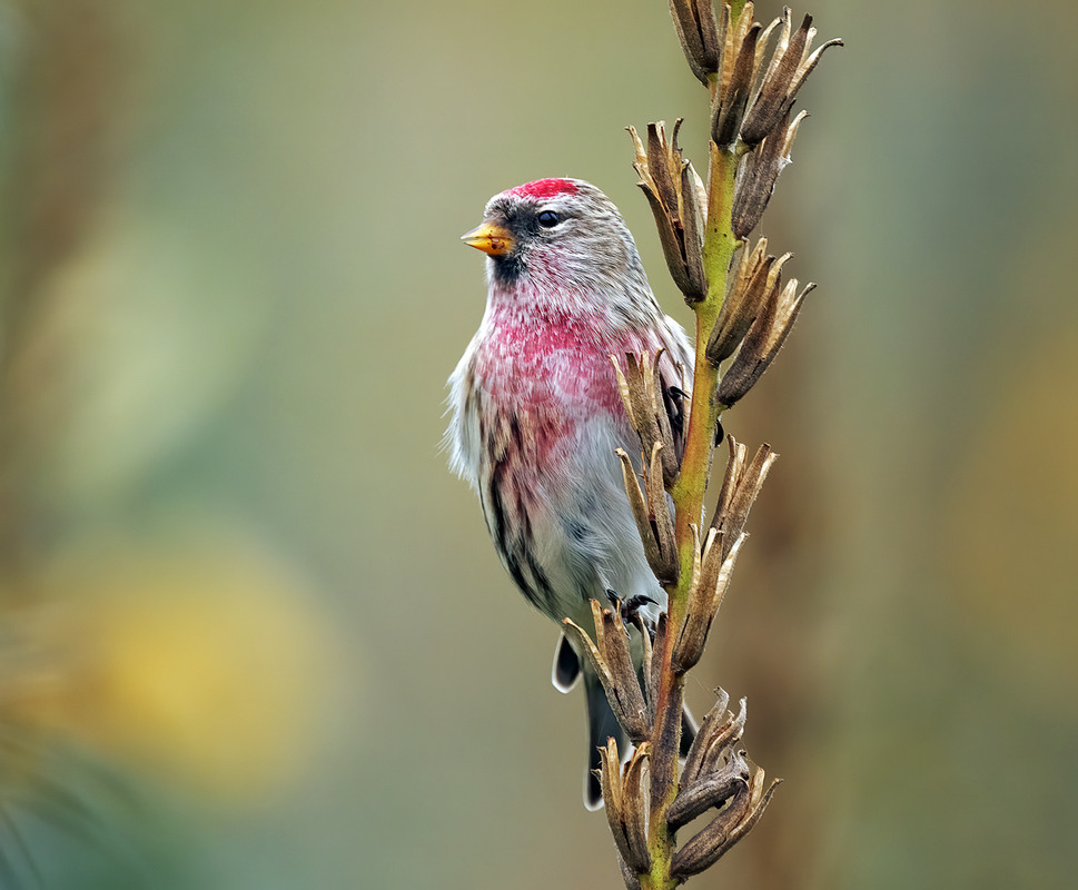 Фотографія Чечітка / Igor Chervonenko / photographers.ua