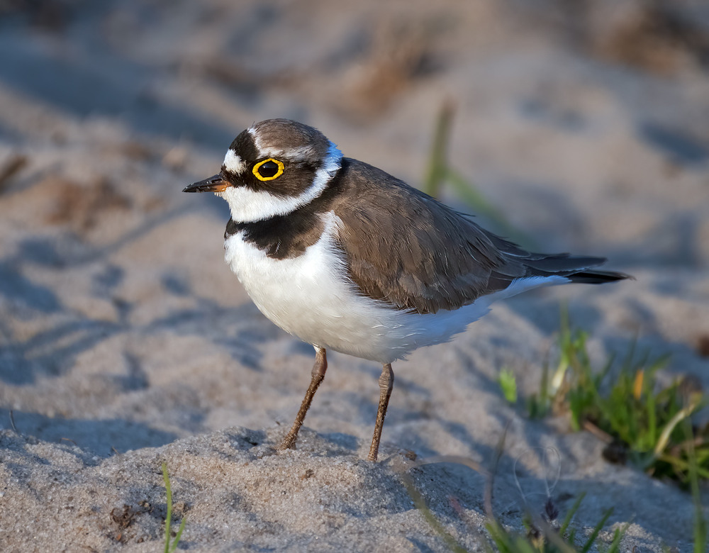 Фотографія Пісочник малий (Charadrius dubius) / Igor Chervonenko / photographers.ua