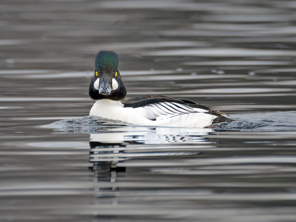 Фотографія Гоголь зеленоголовий, самець (Bucephala clangula) / Igor Chervonenko / photographers.ua