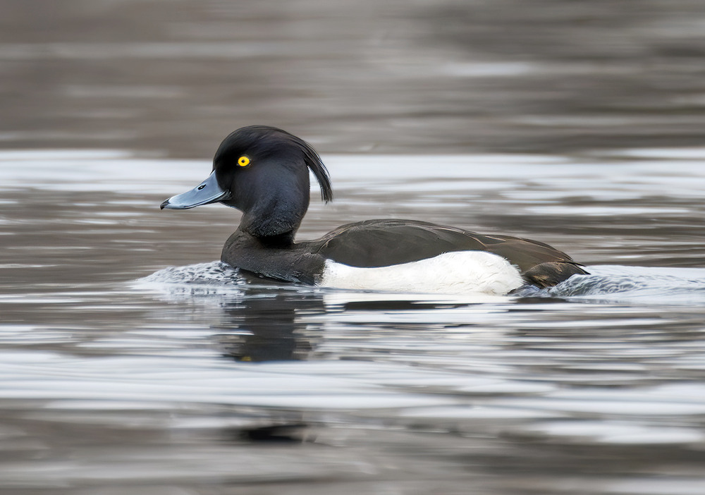 Фотографія Чернь чубата, самець (Aythya fuligula) / Igor Chervonenko / photographers.ua