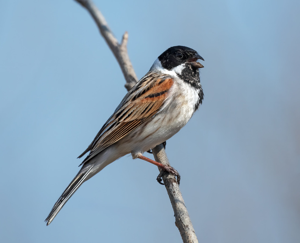 Фотографія Вівсянка очеретяна (Emberiza schoeniclus) / Igor Chervonenko / photographers.ua