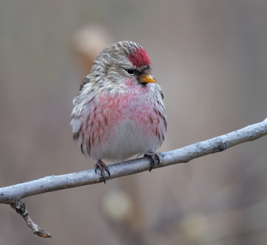 Фотографія Сумна чечітка / Igor Chervonenko / photographers.ua